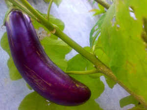 buah terung ungu